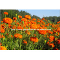 100%pure nature wild tagetes erecta or marigold